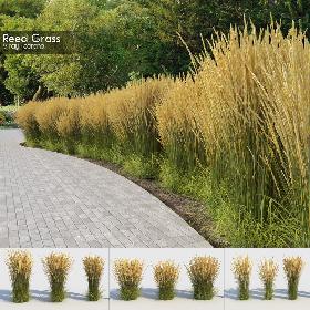 Calamagrostis Grass (-GrowFX) model